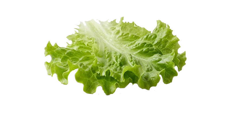 Lechuga